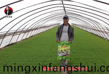 建三江-七星辳場69隊