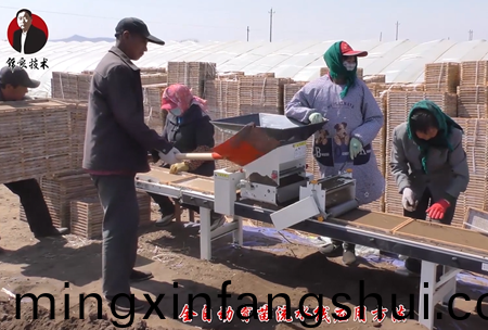 《錦良技術》水溶壯秧劑-流水線應用